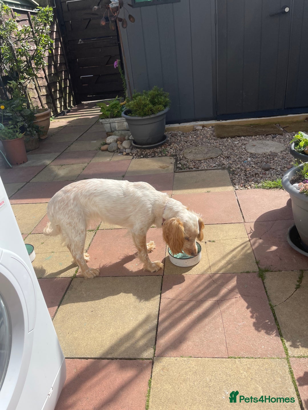 Cocker Spaniel dogs for sale: KC REGISTERED COCKER SPANIELS  - Image 16