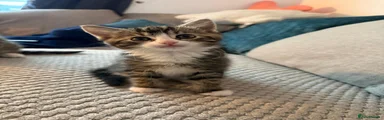 Mixed Breed Kitten 3