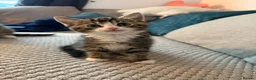 Mixed Breed cats for sale: Kittens for sale  - Advert 8