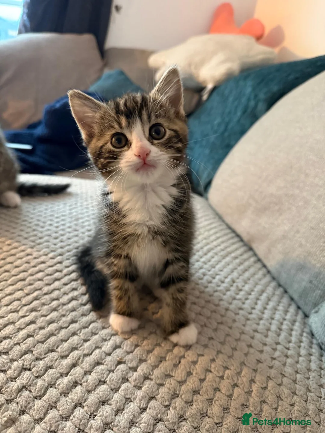 Mixed Breed cats for sale: Kittens for sale  - Advert 8
