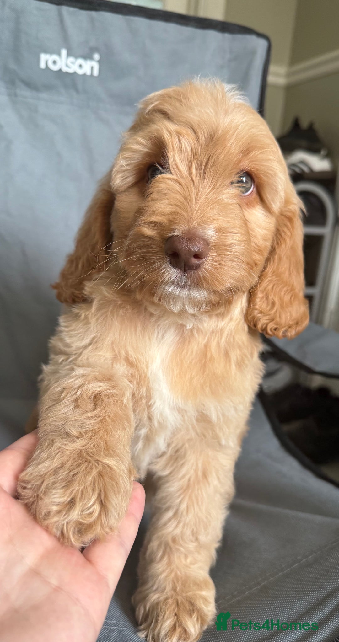 Cockapoo dogs for sale: F2 cockapoo puppies 🐶 ❤️ - Image 24