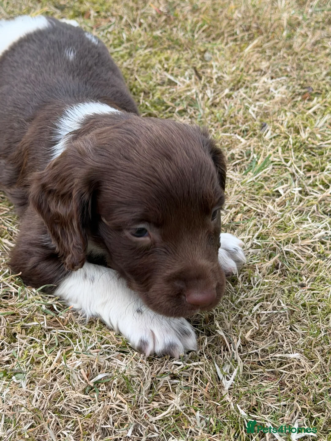 English Springer Spaniel dogs for sale: Beautiful Springer Spaniel Puppies  - Advert 17