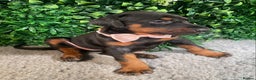Dobermann dogs for sale: KC REG HEALTH TESTED EUROPEAN DOBERMAN : REDUCED! - Advert 23