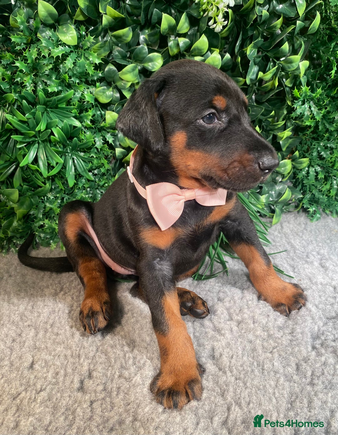 Dobermann dogs for sale: KC REG HEALTH TESTED EUROPEAN DOBERMAN : REDUCED! - Advert 23