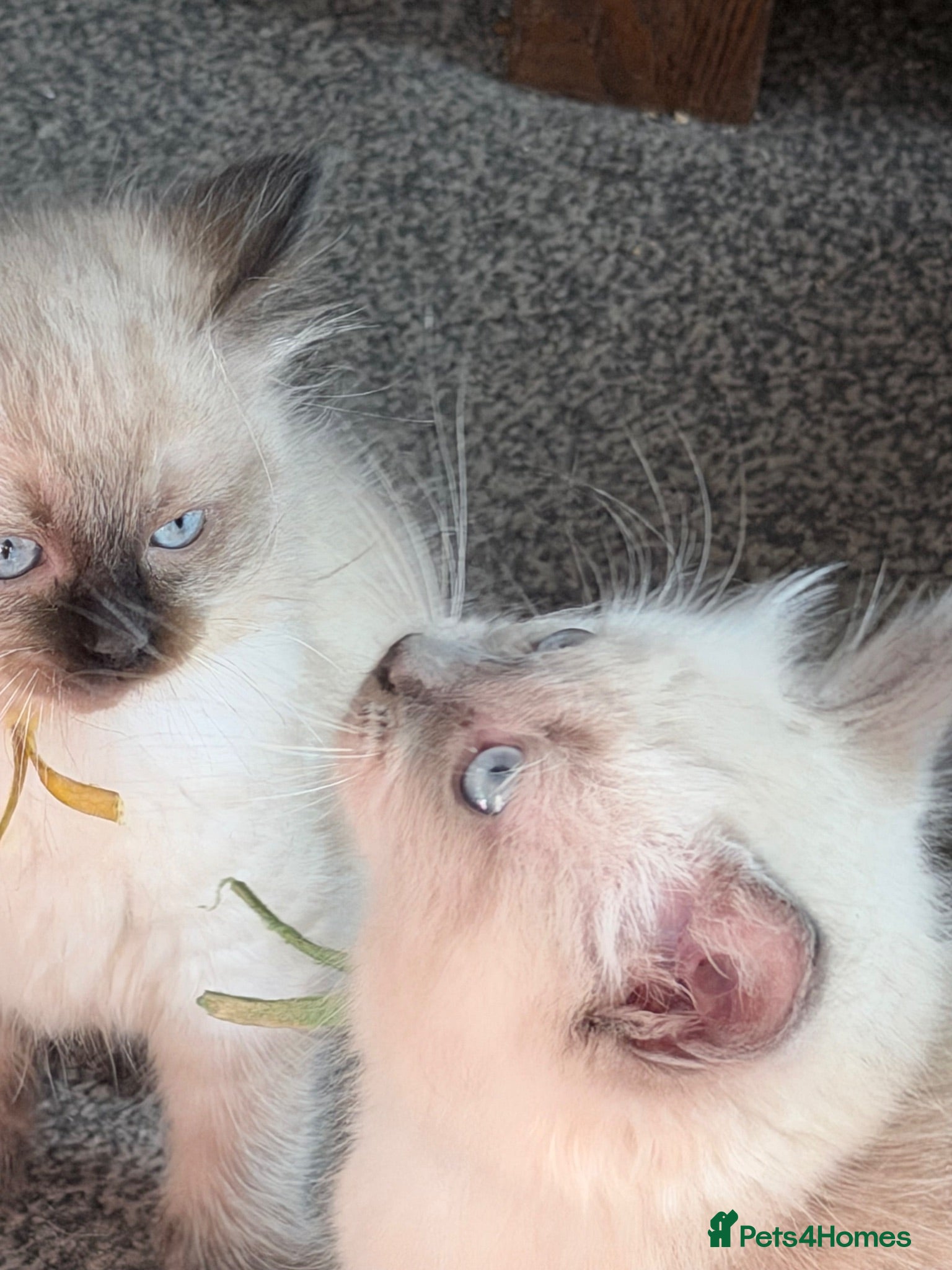 Ragdoll cats 3 full Ragdoll boys  - Advert 2