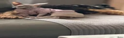 Sphynx cats for sale: Beautifully Sphynx girlie  - Advert 1