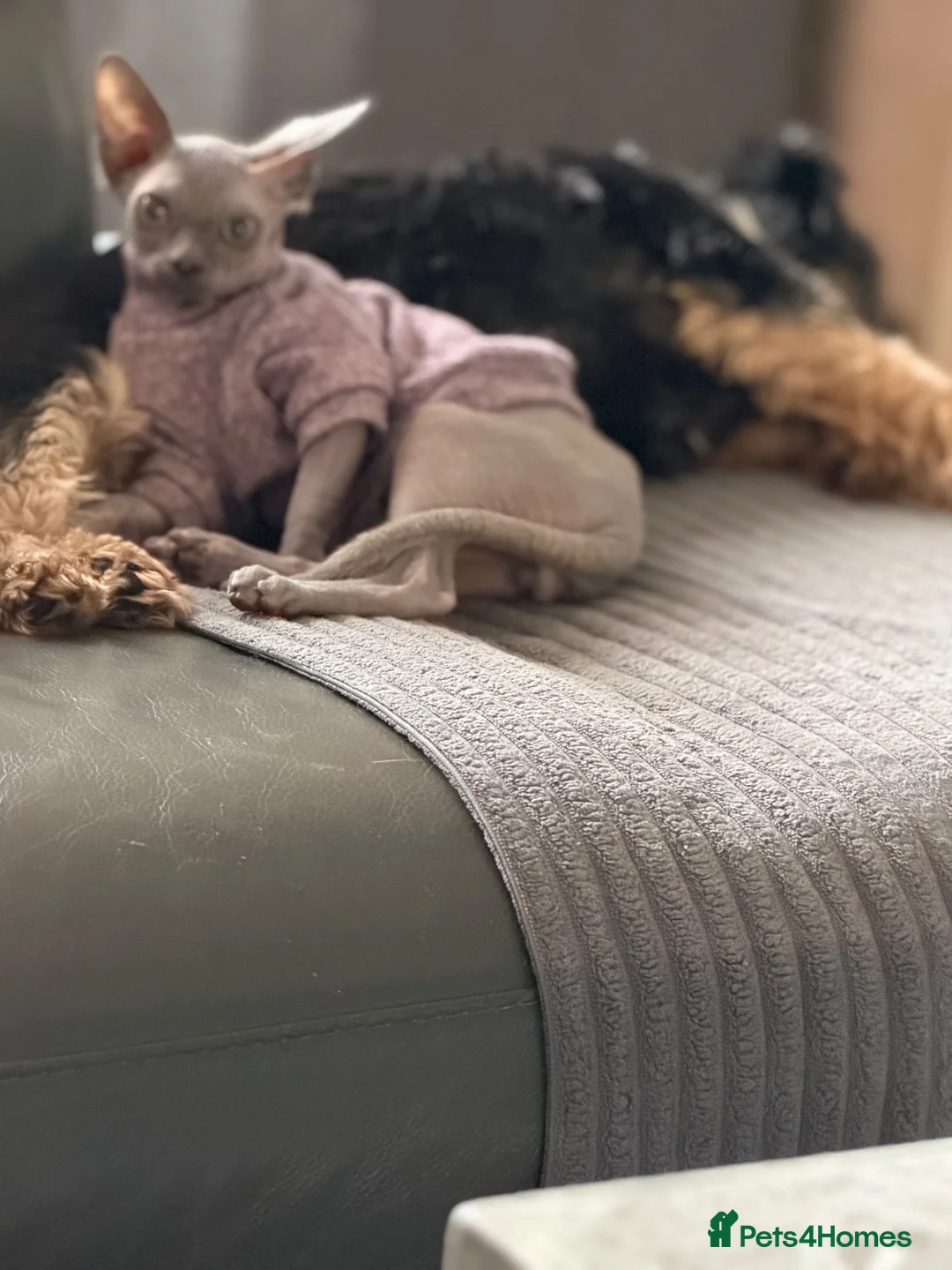 Sphynx cats for sale: Beautifully Sphynx girlie  - Advert 1