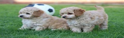 Cavapoochon dogs for sale: CAVAPOOCHON PUPPIES FOR SALE - Advert 12