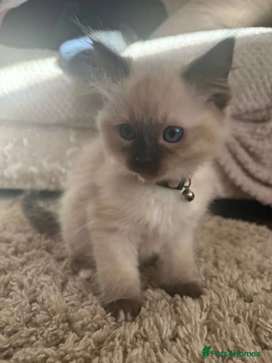 Ragdoll cats for sale: Ragdoll kittens 8 weeks old girls  - Advert 2