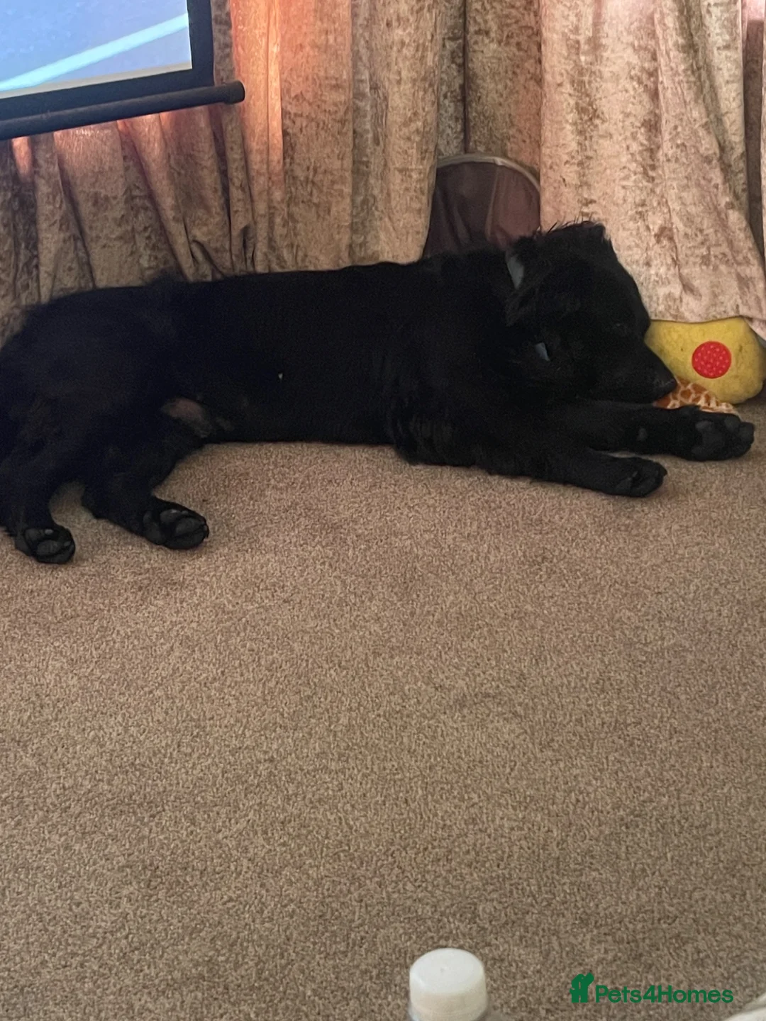 Mixed Breed dogs for sale: Re-homing my beautiful boy Cosmo - Advert 2