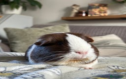 Guinea Pig rodents for sale: RESERVED! - Image 2