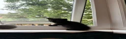 Domestic Shorthair cats for sale: Adorable 7-Week-Old Kittens Ready for Loving Home! in London - Advert 18