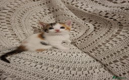 British Shorthair cats for sale: beautiful kittens available to pick up - Image 5
