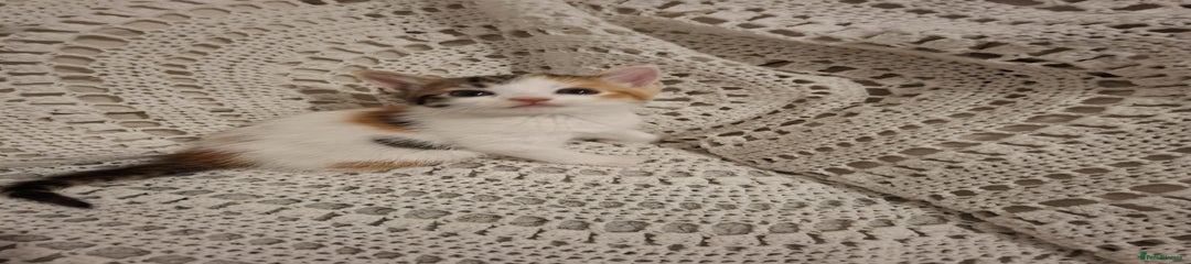 British Shorthair Kitten 6