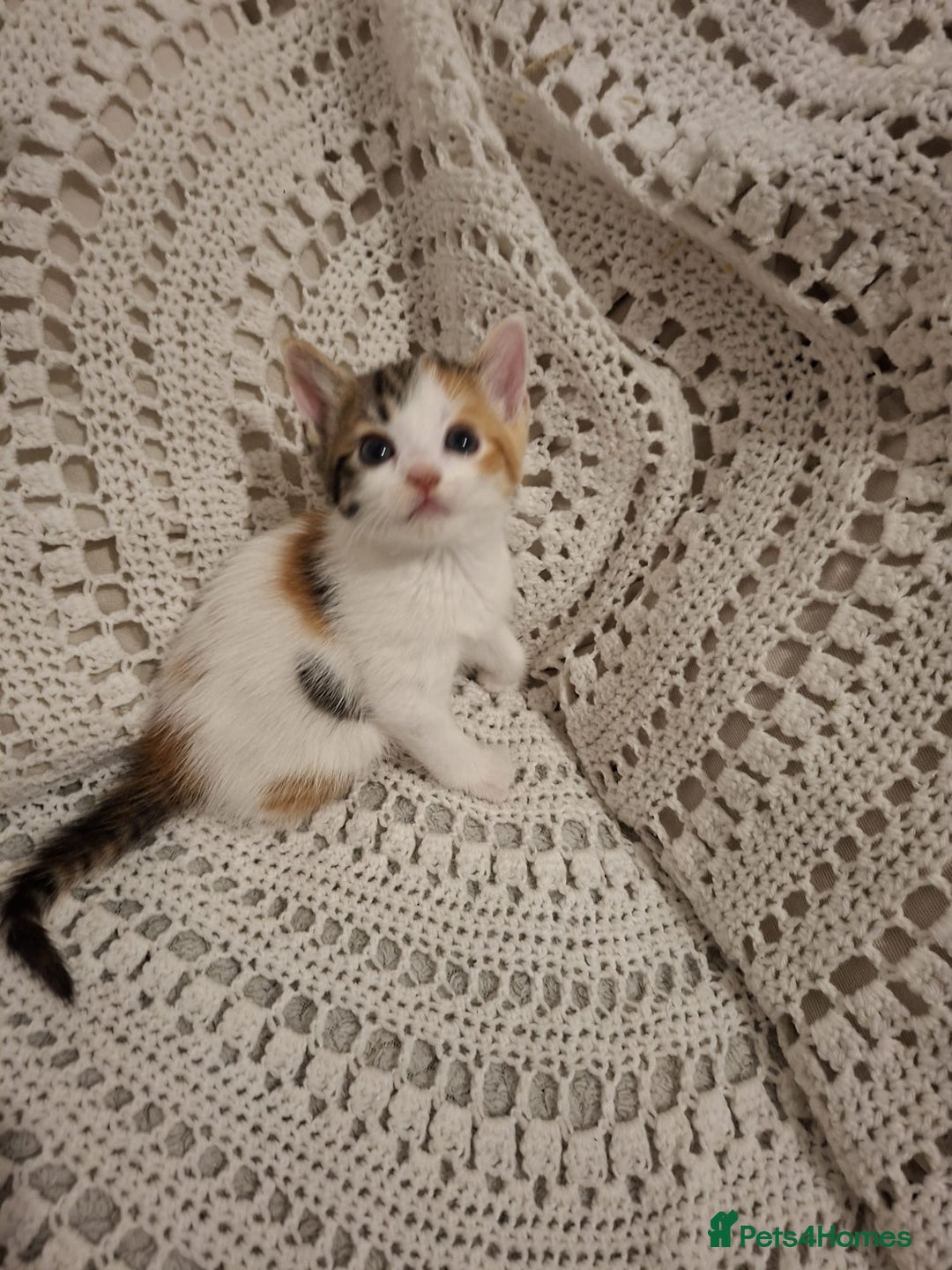 British Shorthair cats for sale: beautiful kittens available to pick up - Image 5