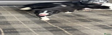 Border Collie 1