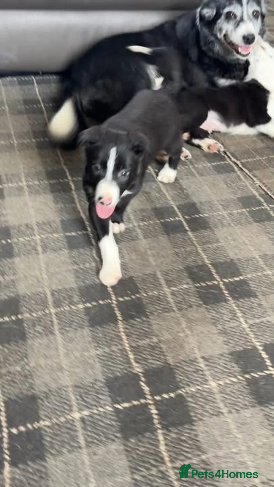 Border Collie dogs for sale: 2 collie pups  - Advert 2