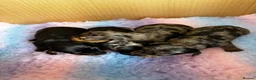 Miniature Dachshund dogs for sale: Miniature Dachshund Puppies – Ready From 4th July - Advert 1