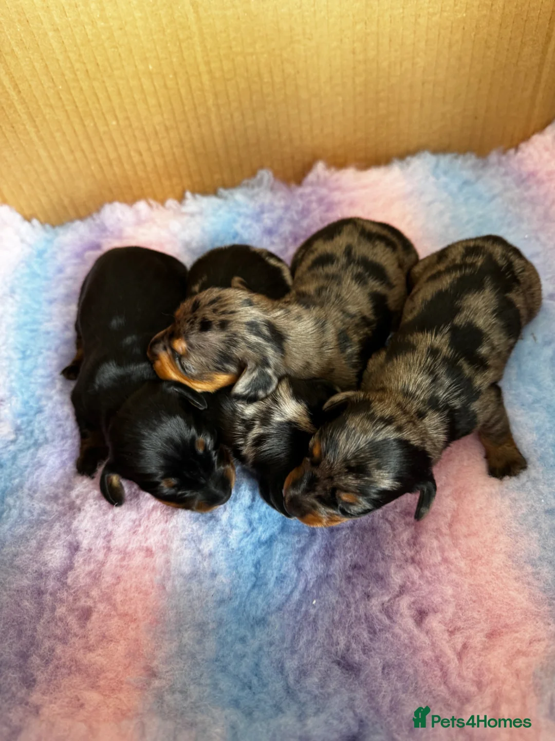 Miniature Dachshund dogs for sale: Miniature Dachshund Puppies – Ready From 4th July - Advert 1