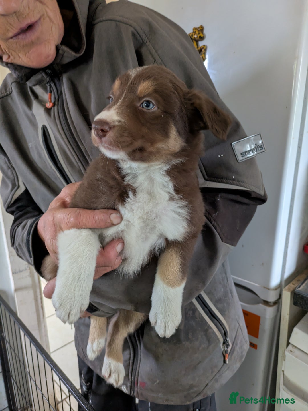 Border Collie dogs for sale: 6th Generation pedigree border collies  - Image 3