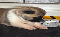 Akita dogs for sale:  ⭐ READY NOW adorable chunky A/AKITAS - Image 21