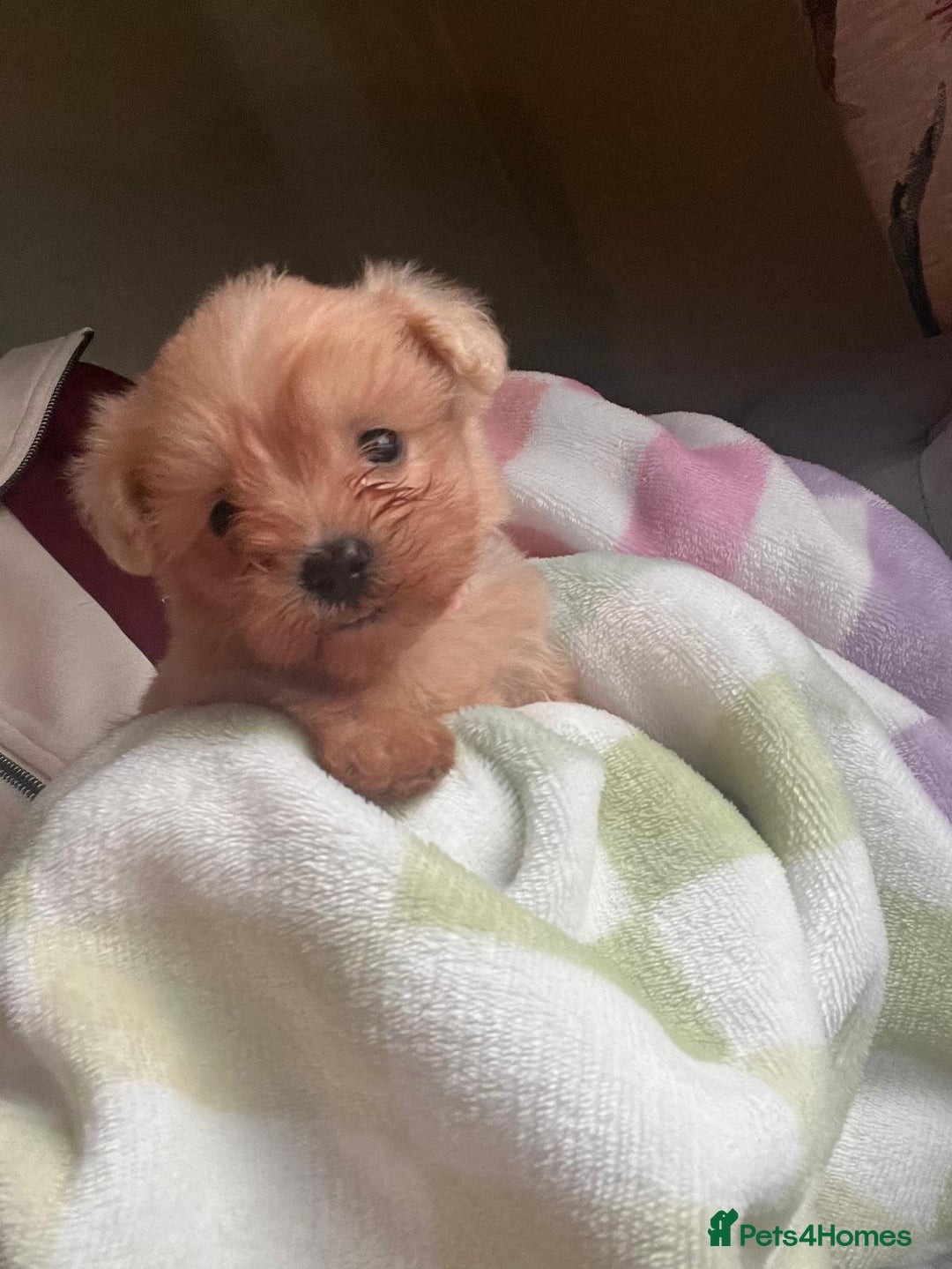 Maltipoo dogs for sale: Tea cup/ pocket puppy Maltipoo girl 🩷 - Image 24