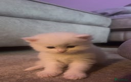 Maine Coon cats for sale: Maine coon kittens for sale  - Advert 5