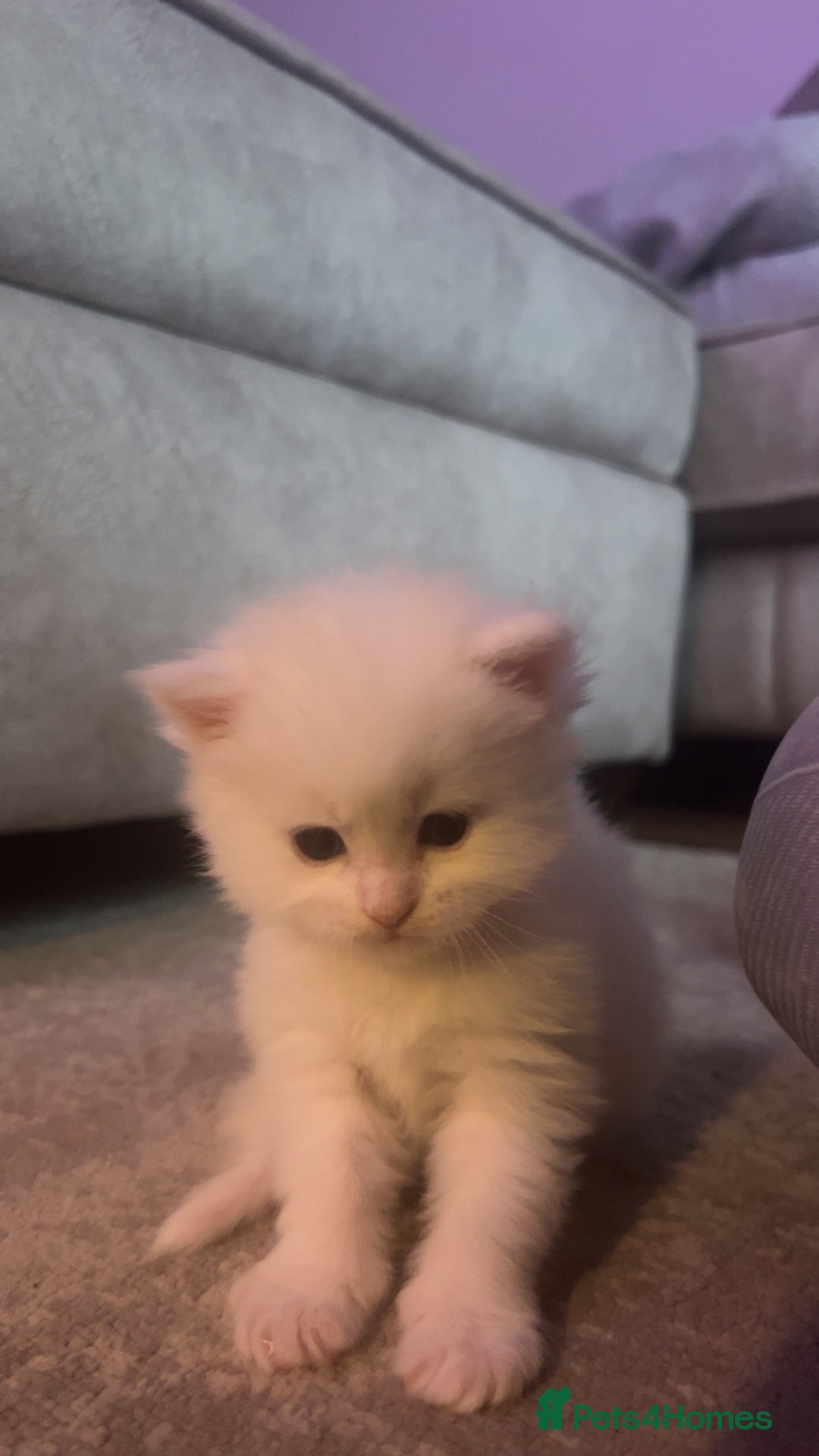 Maine Coon cats for sale: Maine coon kittens for sale  - Advert 5