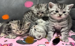 British Shorthair cats for sale: GCCF Reg BSH Silver Tabby & Spotted kittens - Advert 10