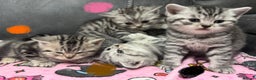 British Shorthair cats for sale: GCCF Reg BSH Silver Tabby & Spotted kittens - Advert 10