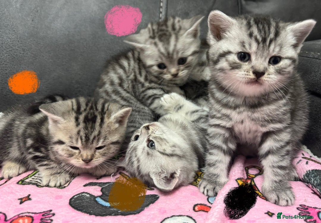 British Shorthair cats for sale: GCCF Reg BSH Silver Tabby & Spotted kittens - Advert 10