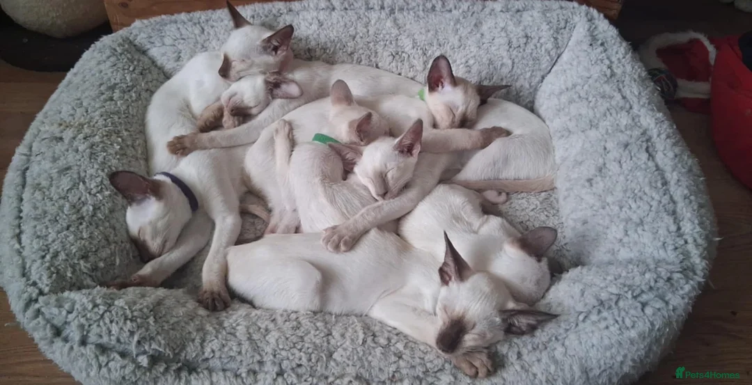 Siamese cats for sale: Male Siamese Kittens GCCF registered in Gretna - Advert 4