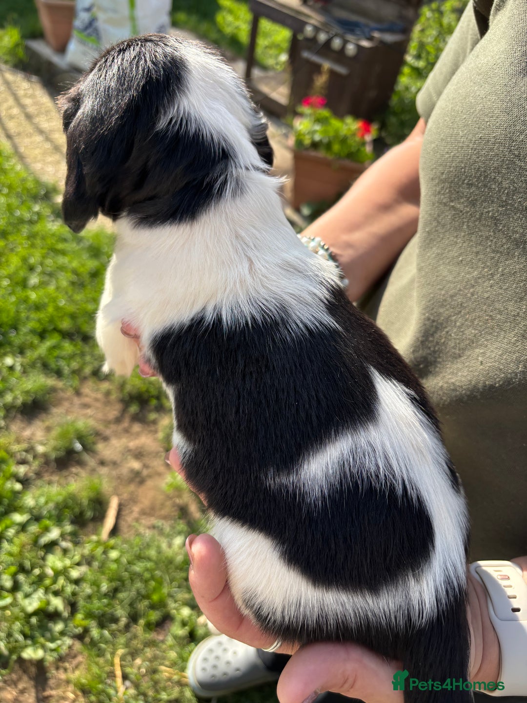 English Springer Spaniel dogs for sale: Beautiful Springer spaniel puppies  - Image 11