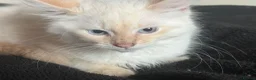 Ragdoll cats for sale: Ragdolls Mum & Babies 10 weeks sepia flame 10 wks - Advert 24