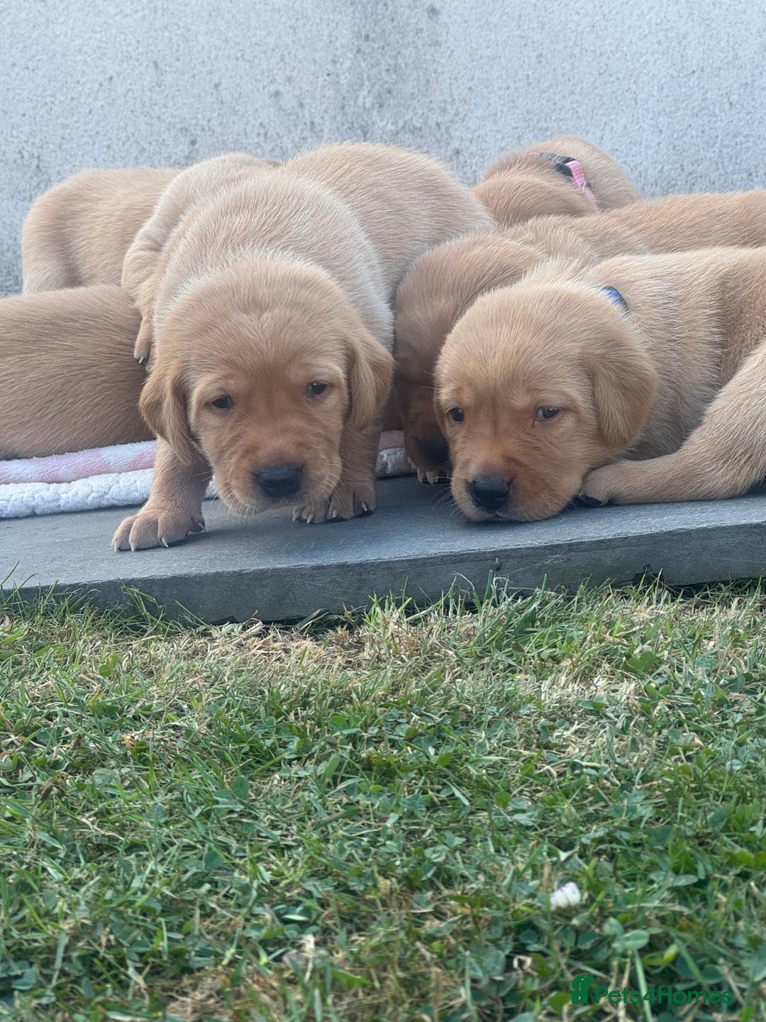 Labrador Retriever dogs for sale: Fox Red litter born 5th August - Image 13