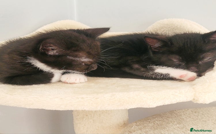 Domestic Shorthair cats - Advert 3