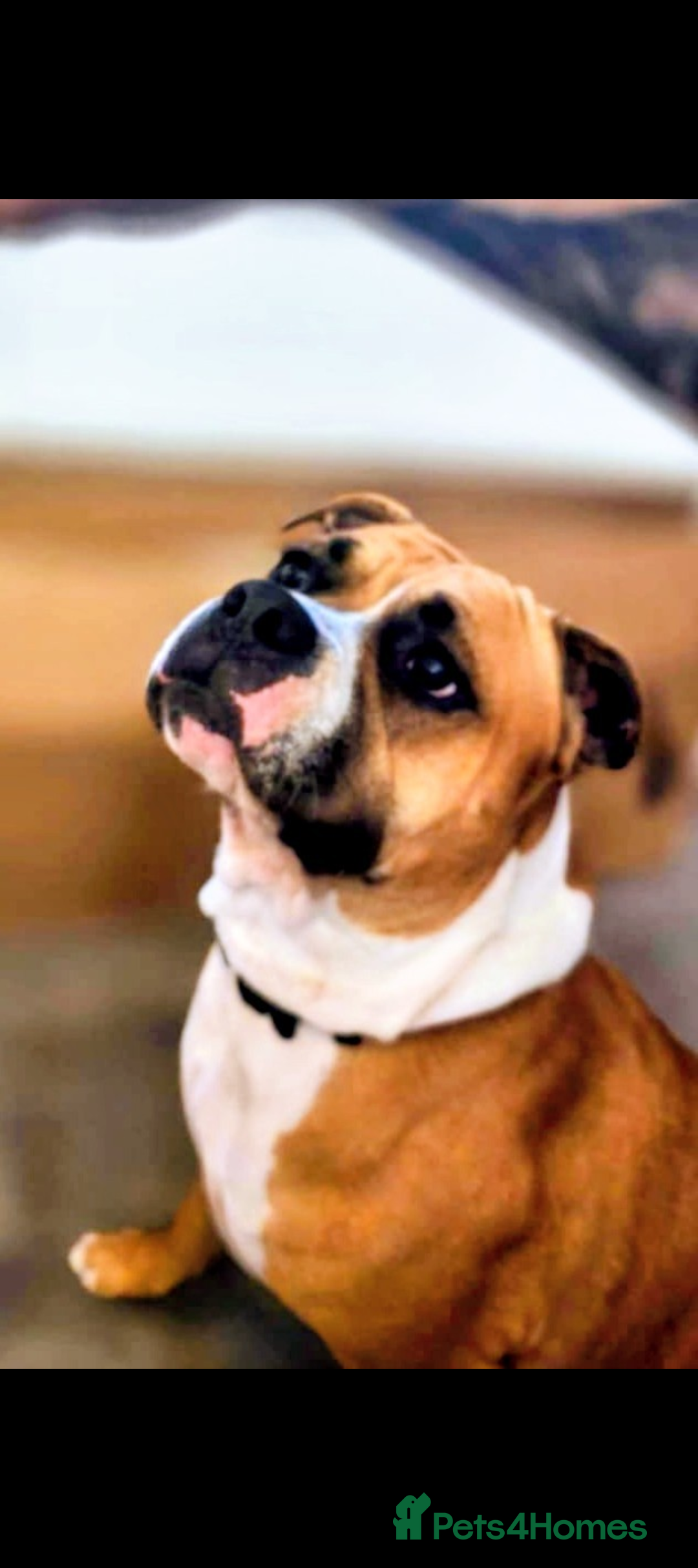 Mixed Breed dogs for sale: MixedBreed Mum Bullboxer Dad-King German Shepherd  - Advert 1