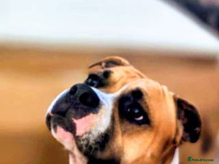 Mixed Breed dogs MixedBreed Mum Bullboxer Dad-King German Shepherd - Advert 1