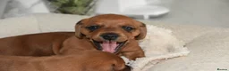 Miniature Dachshund dogs for sale: Beautiful Mini Dachshund Puppies – Home Raised - Advert 19