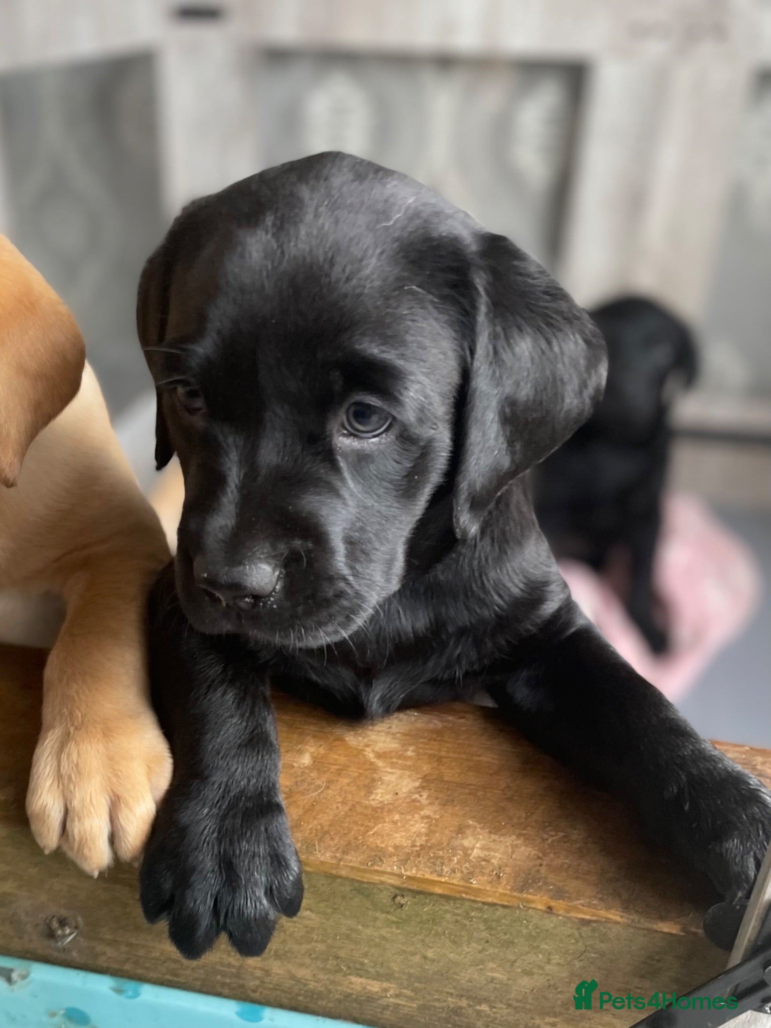 Labrador Retriever dogs Adorable Litter of Labradors  - Advert 1
