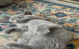 British Shorthair cats for sale: Perfect purebred British Shorthair kittens - Image 7