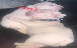 French Bulldog dogs for sale: French bulldogs  - Image 3