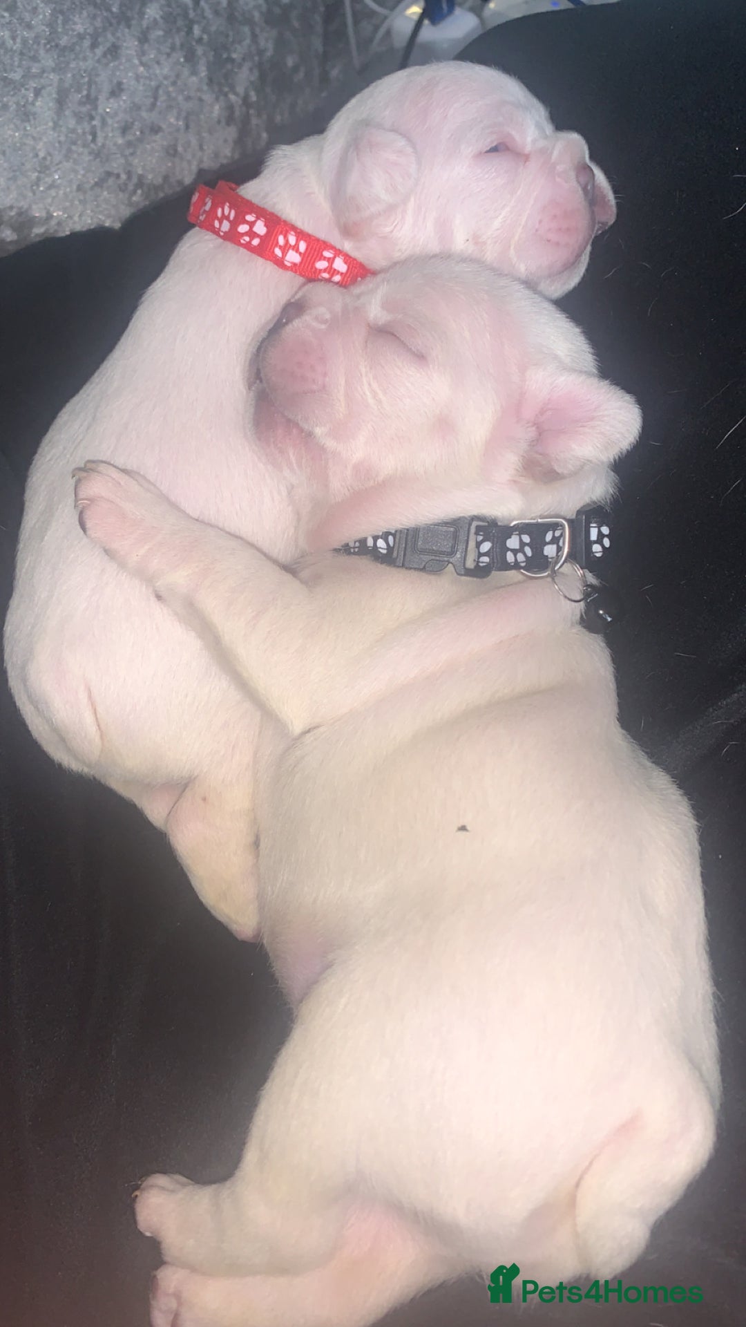 French Bulldog dogs for sale: French bulldogs  - Image 3