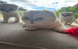 Scottish Fold cats for sale: TICA Active Queen  - Image 9
