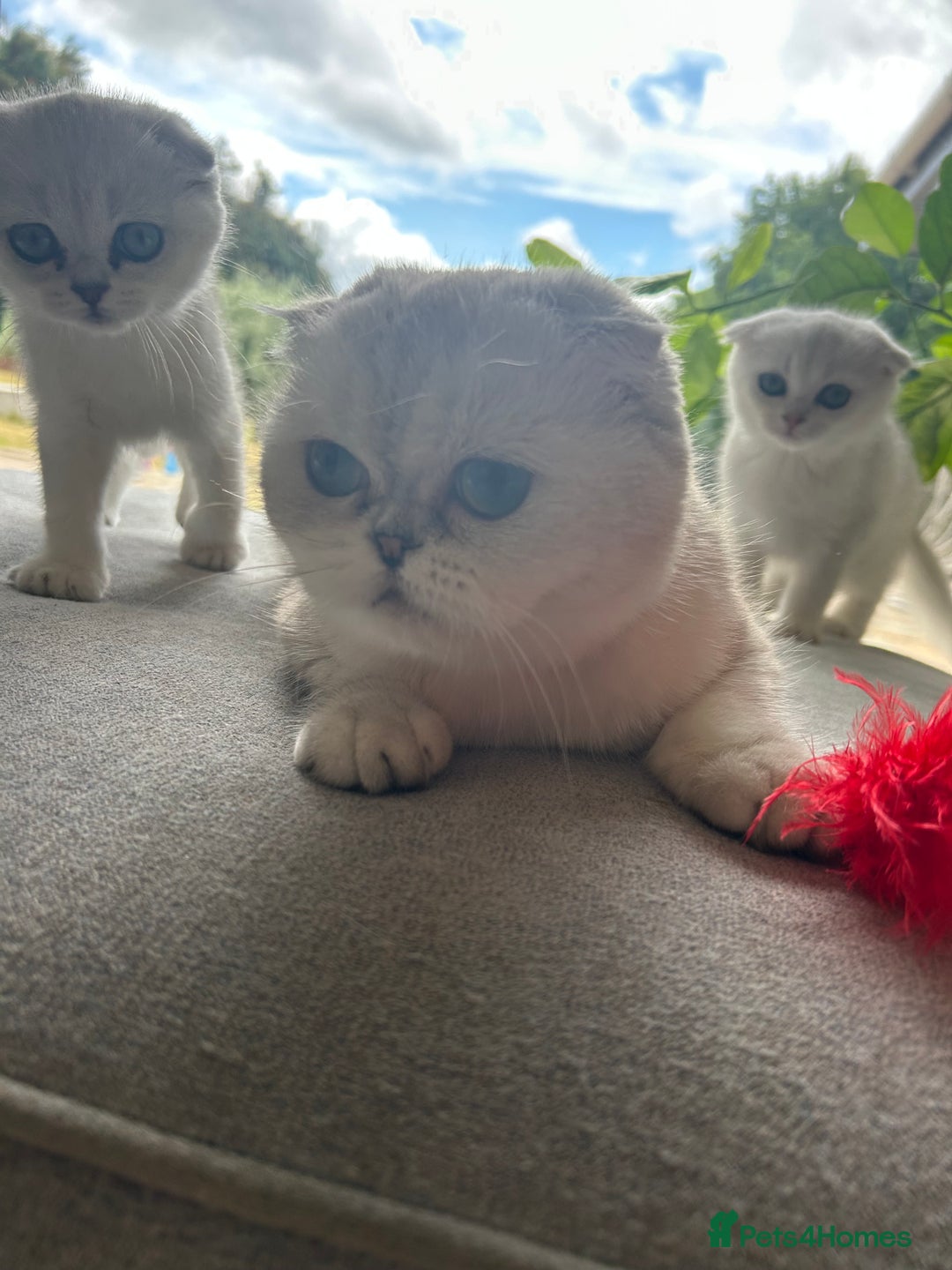 Scottish Fold cats for sale: TICA Active Queen  - Image 9