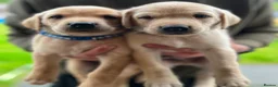 Labrador Retriever dogs for sale: Stunning lab puppies  - Advert 4