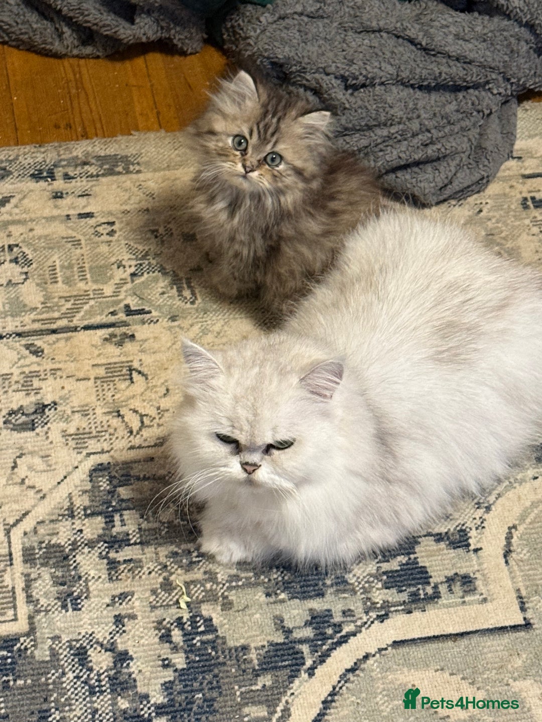Persian cats for sale: Sweet persain boy is looking for his home - Advert 5
