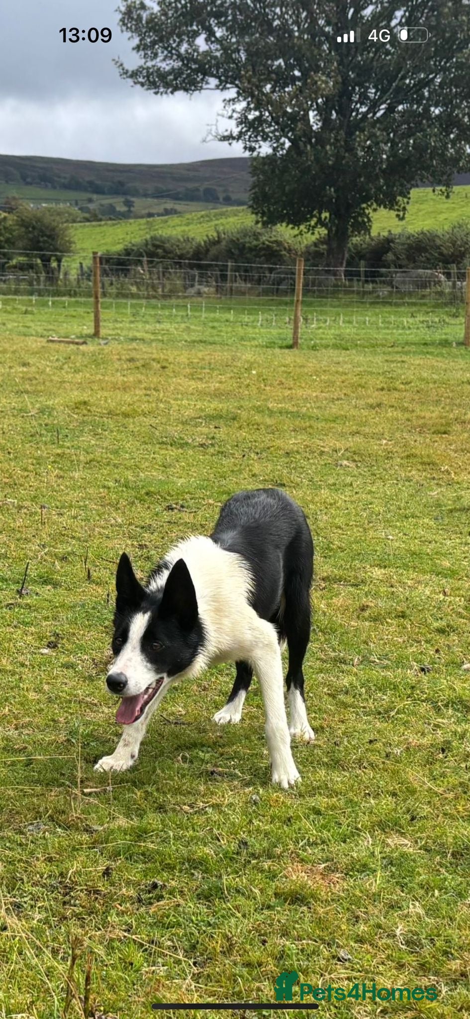 Border Collie dogs ISDS Pups  - Advert 8