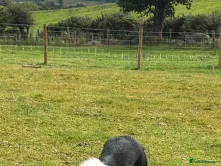 Border Collie dogs ISDS Pups - Advert 8