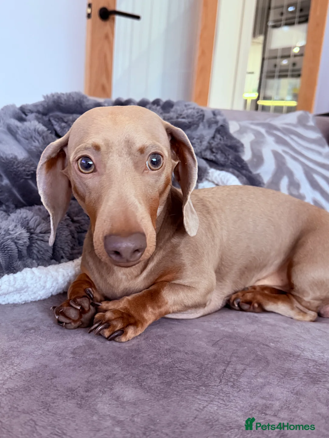 Dachshund dogs for sale: Kc registered mini dachshunds  🐶 - Advert 8